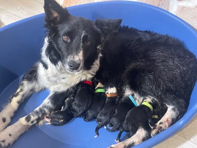 Les chiots de Border Collie