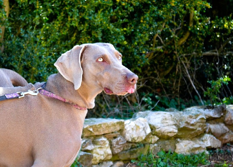 Hermione Soft Harmony