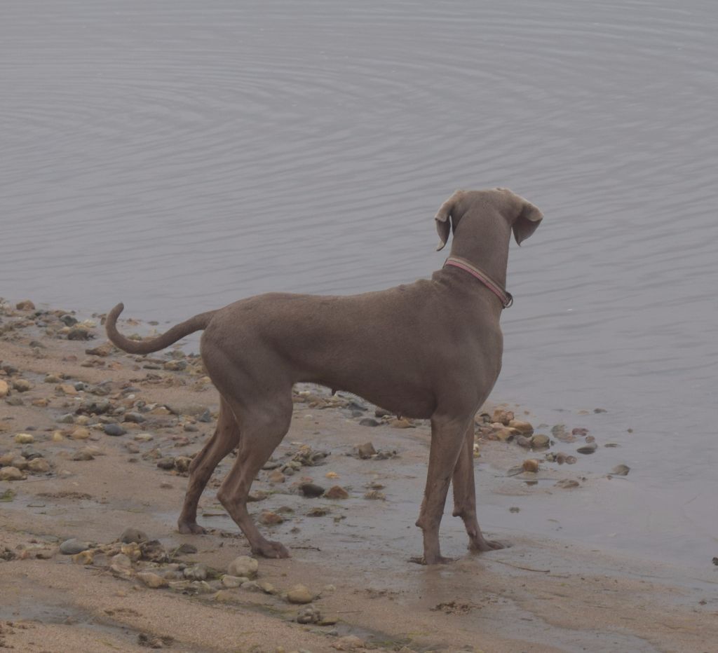 Hermione Soft Harmony