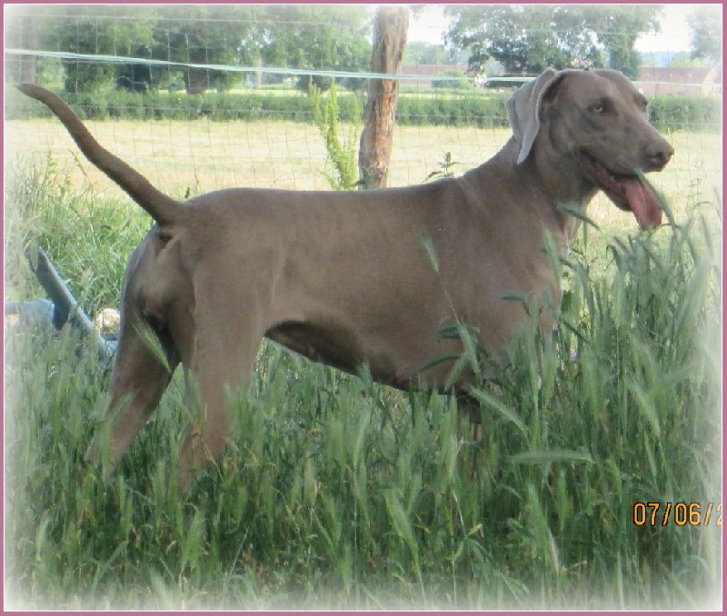 Hermione Soft Harmony