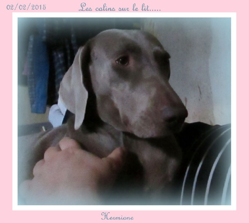 Hermione Soft Harmony