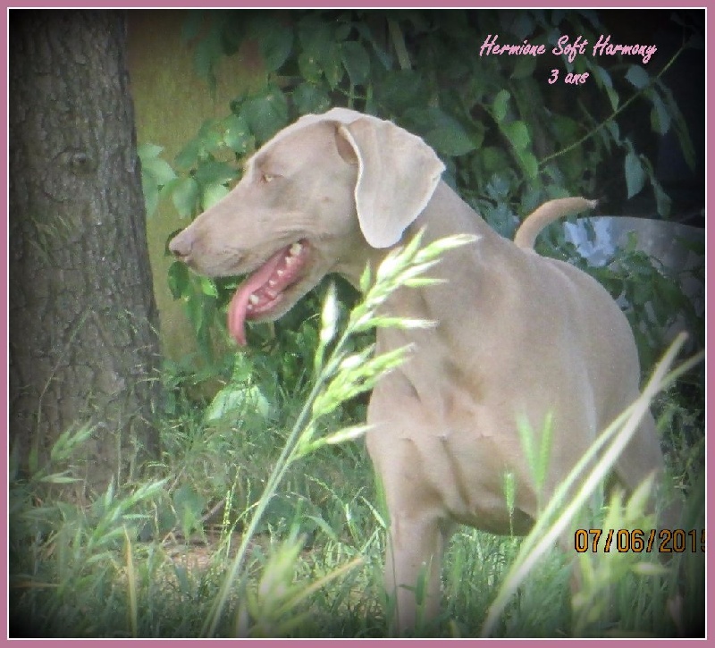 Hermione Soft Harmony