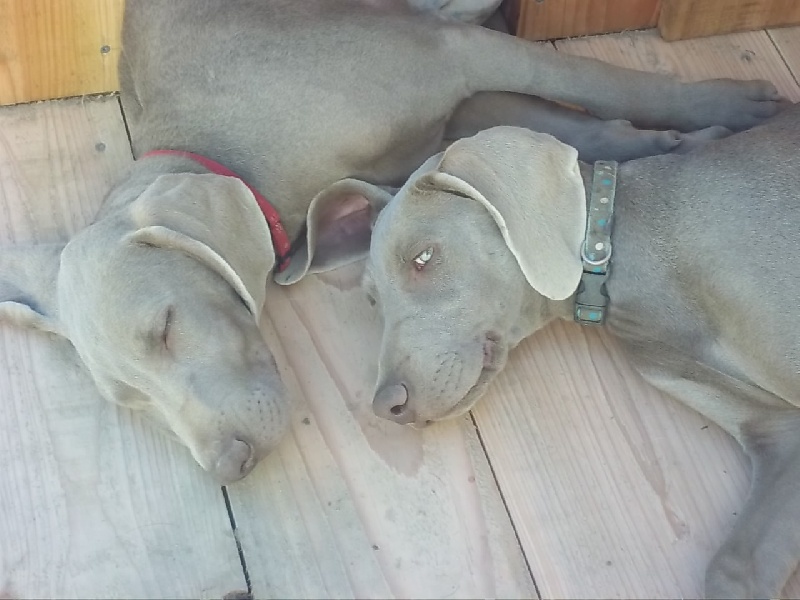 Hermione Soft Harmony