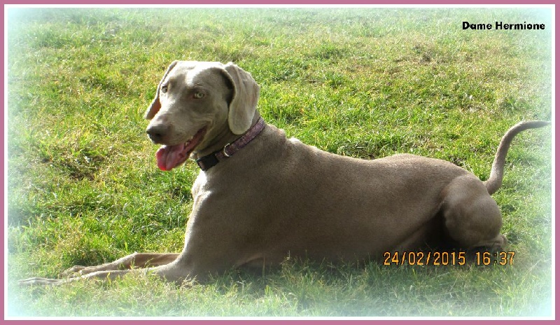 Hermione Soft Harmony