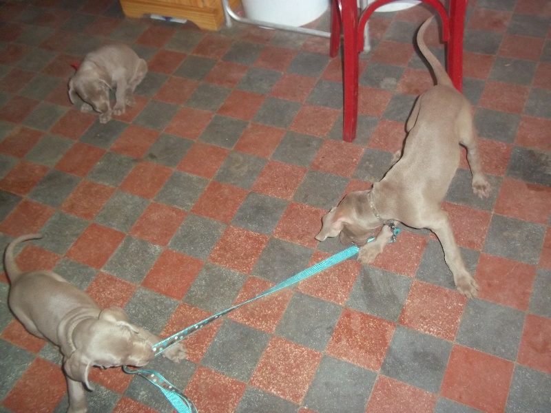 Hermione Soft Harmony