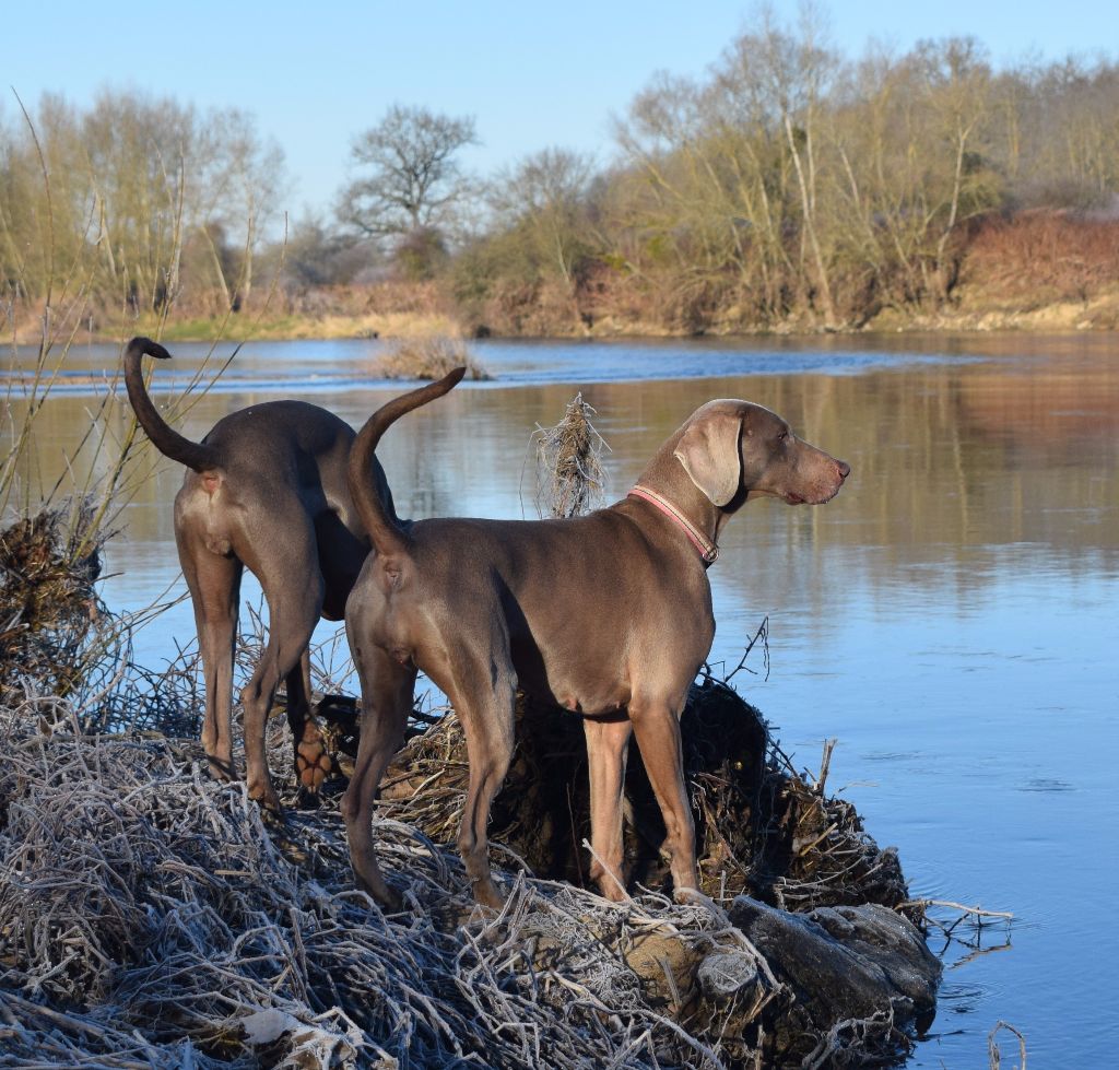 Hermione Soft Harmony