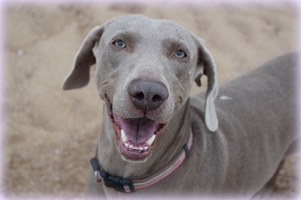 Hermione Soft Harmony