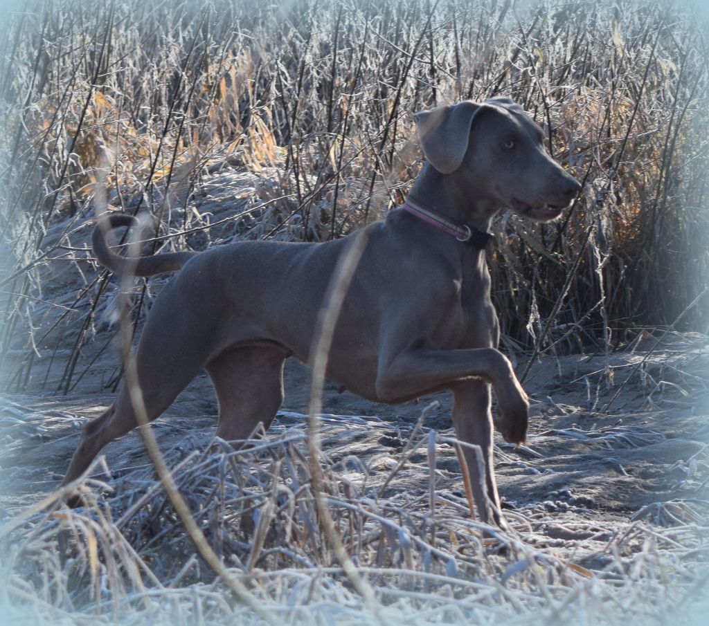 Hermione Soft Harmony