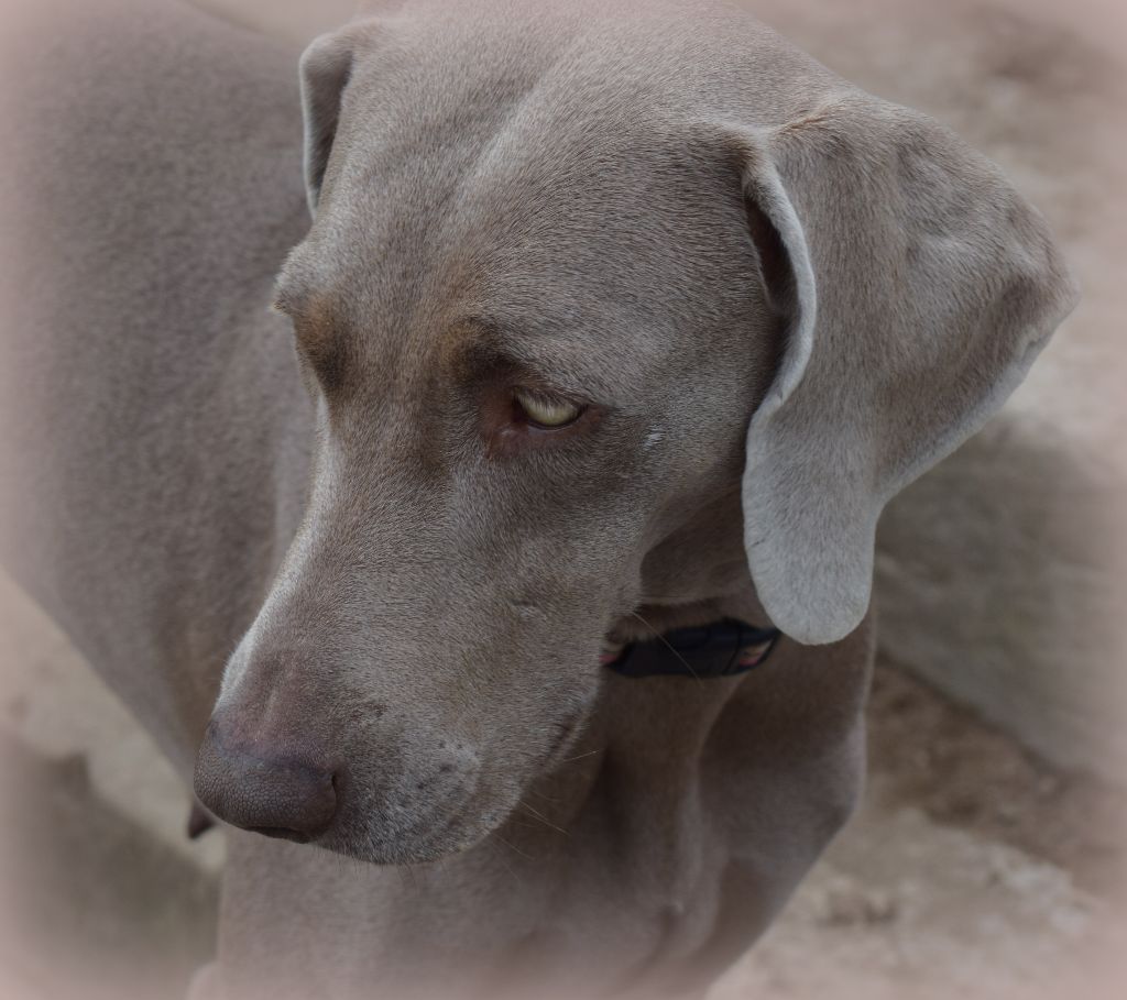 Hermione Soft Harmony