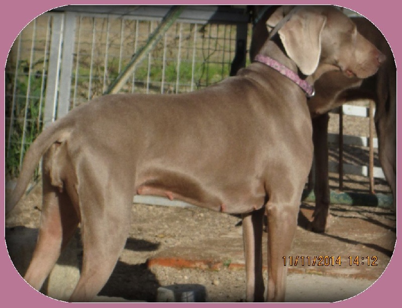 Hermione Soft Harmony