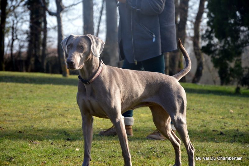 Hermione Soft Harmony