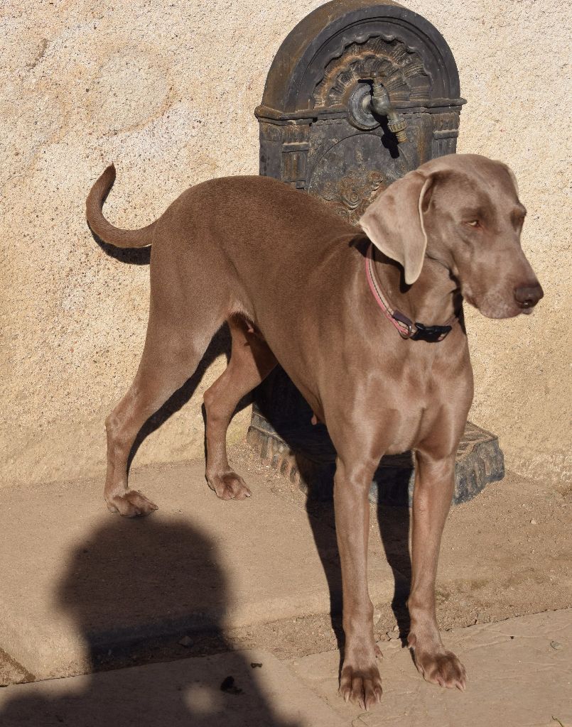 Hermione Soft Harmony