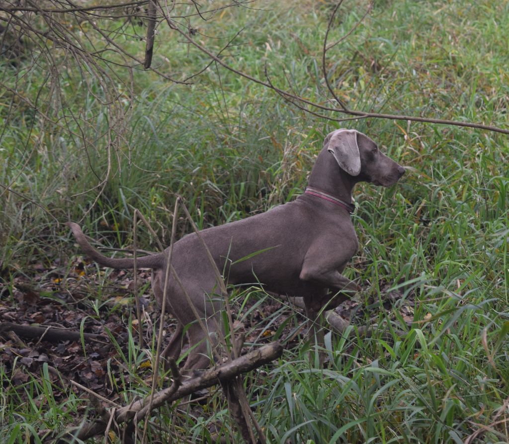 Hermione Soft Harmony