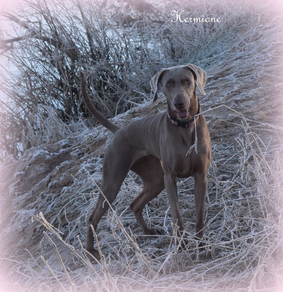 Hermione Soft Harmony