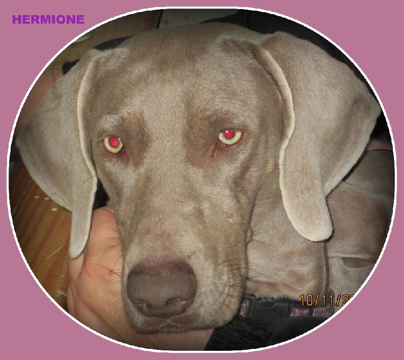 Hermione Soft Harmony