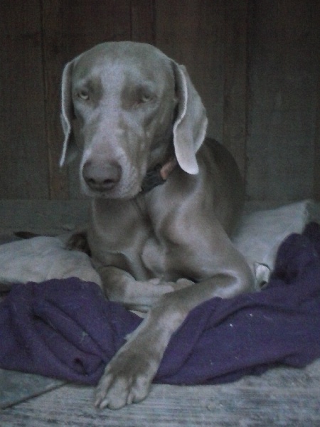 Hermione Soft Harmony