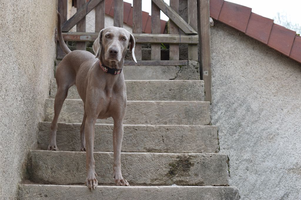 Hermione Soft Harmony