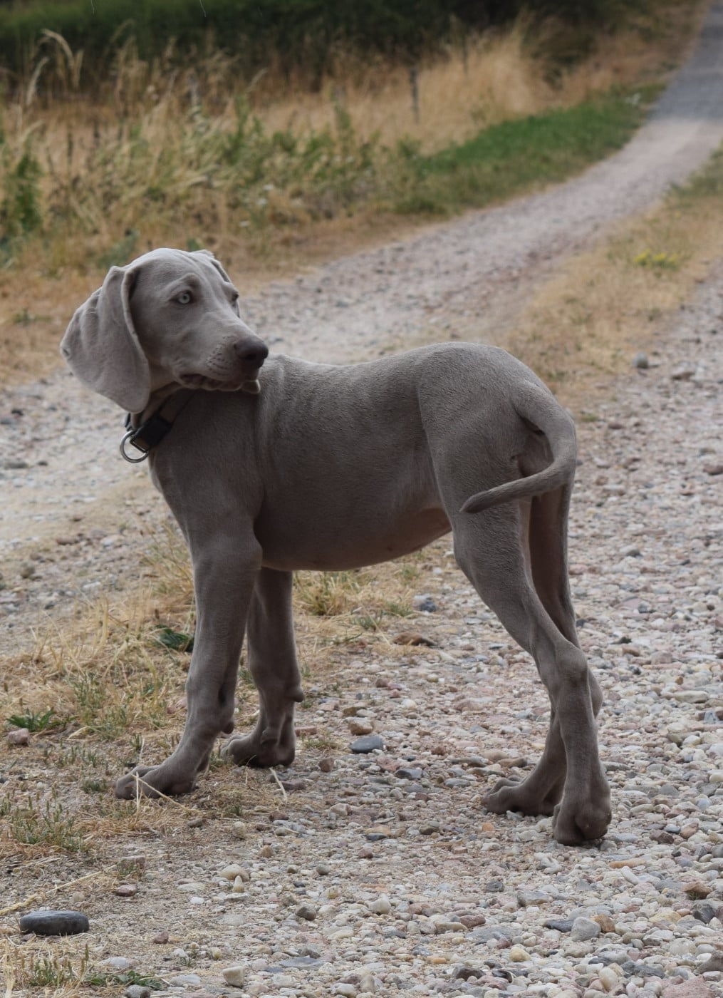BAILEY