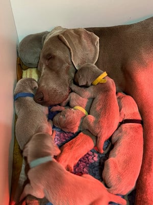 Les chiots de Braque de Weimar