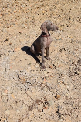 Les chiots de Braque de Weimar