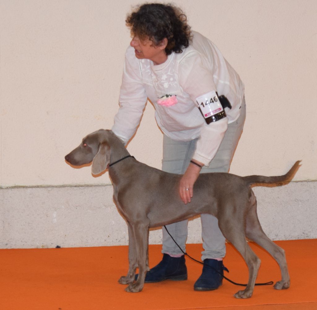 Pistache Soft Harmony - PROMETTEUR