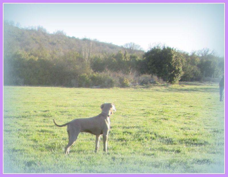 Hermione Soft Harmony - EXCELLENTE Classe ouverte