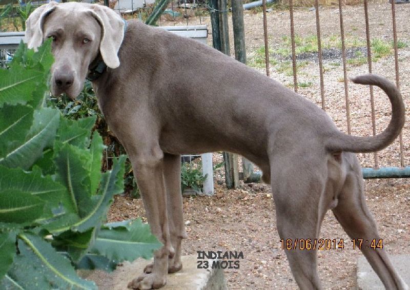 Indiana Soft Harmony - 2èmeT.B.