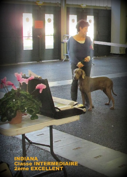 Indiana Soft Harmony - 2ème EXCELLENT