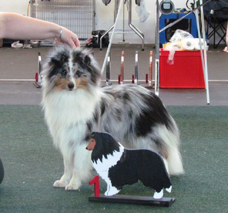 CH. Flok master blue Du mont sorcier - 1er excellent CAC / CACIB