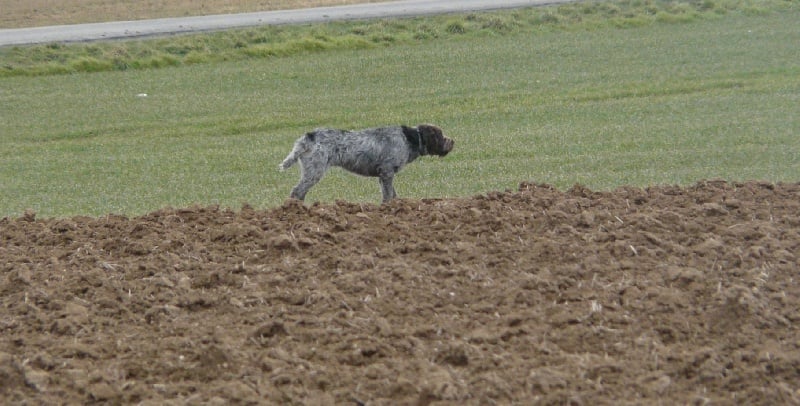Publication : De l'Etoile d'Heudicourt