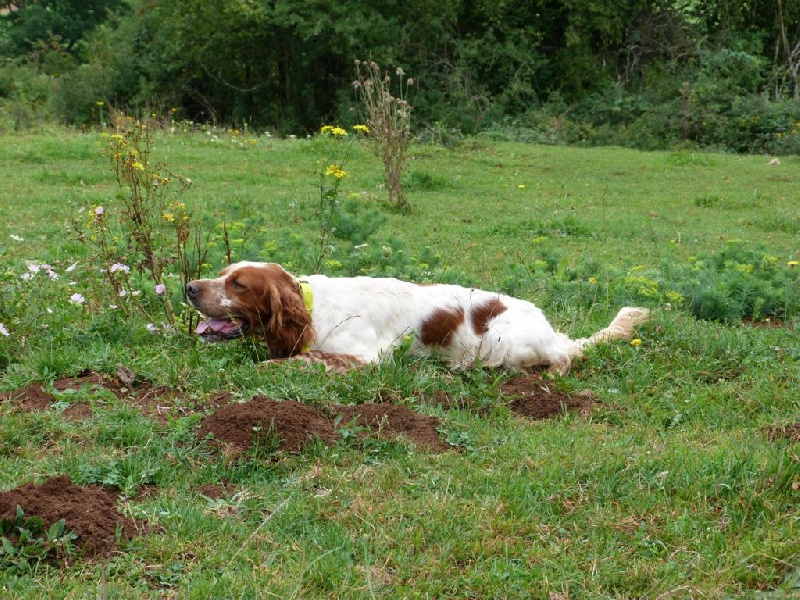 Publication : Du Comté De Trépugnat