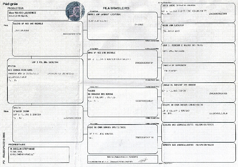 Publication : Du Bois Des Deux Lions D'Or Auteur : beclin stephane