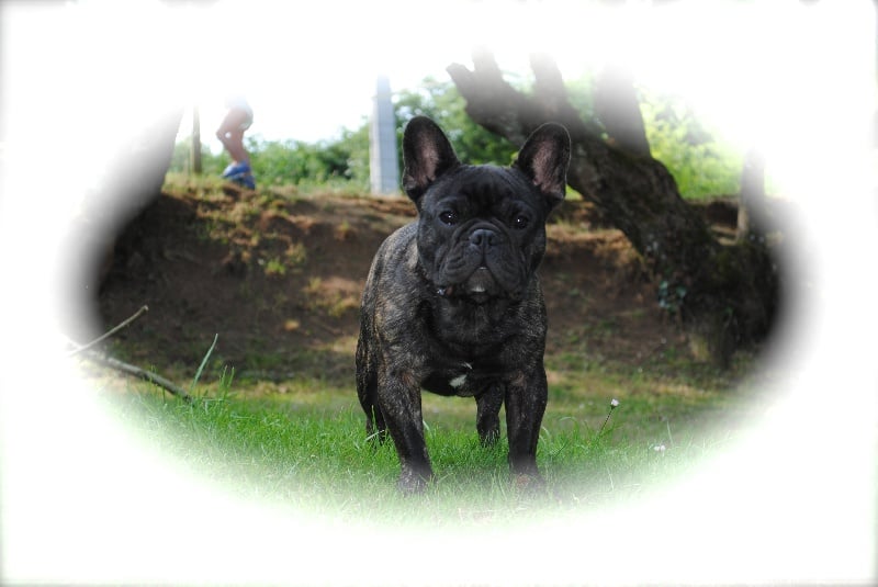 Publication : Des Agathes De Chamrouge Auteur : Des Agathes de Chamrouge