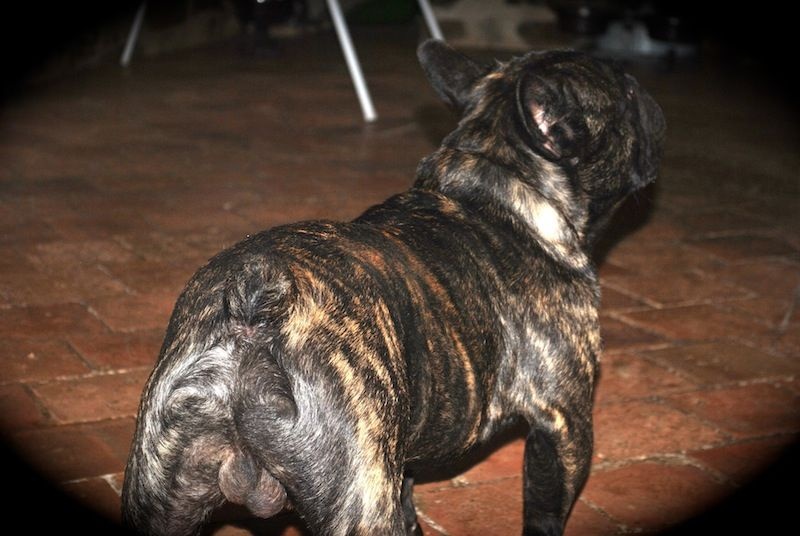 Publication : Des Agathes De Chamrouge Auteur : Des Agathes de Chamrouge