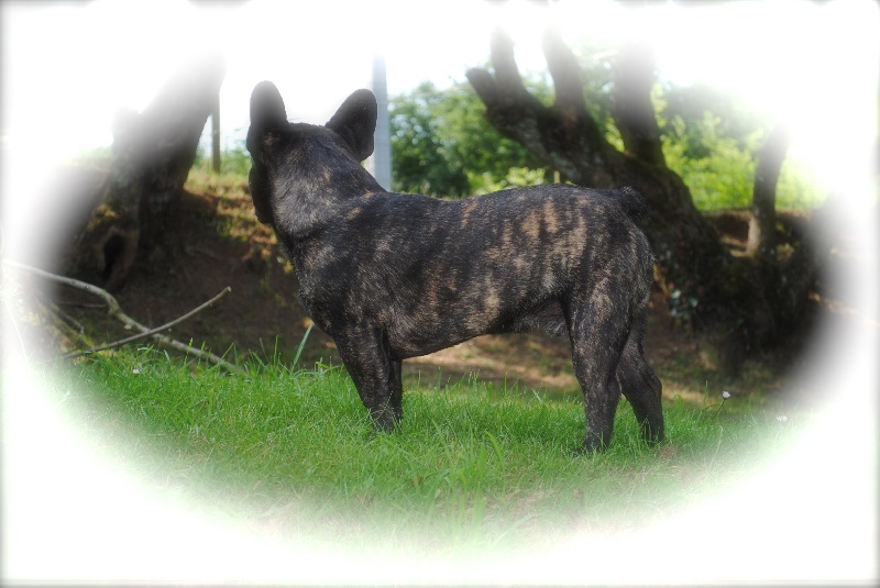 Publication : Des Agathes De Chamrouge Auteur : Des Agathes de Chamrouge