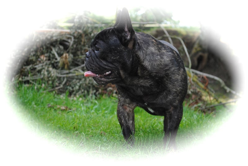 Publication : Des Agathes De Chamrouge Auteur : Des Agathes de Chamrouge