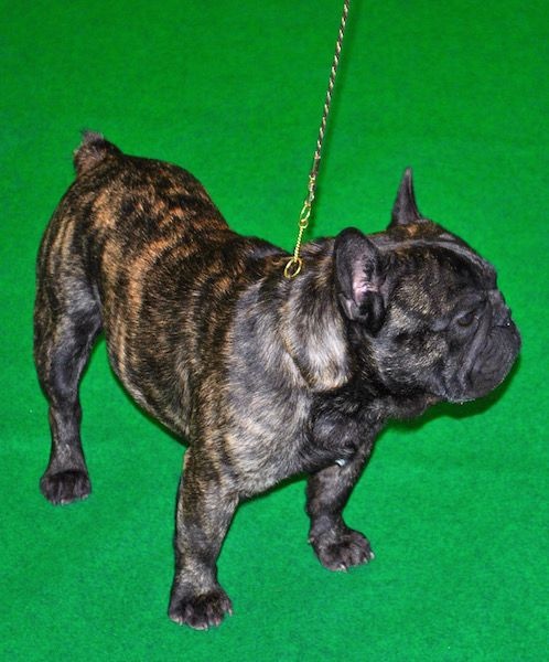 Publication : Des Agathes De Chamrouge Auteur : Des Agathes de Chamrouge