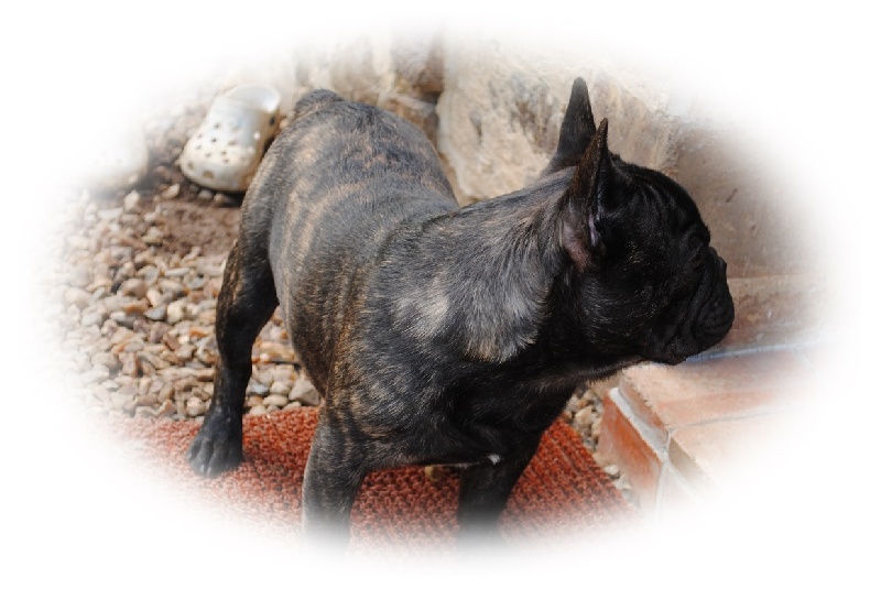 Publication : Des Agathes De Chamrouge Auteur : Des Agathes de Chamrouge