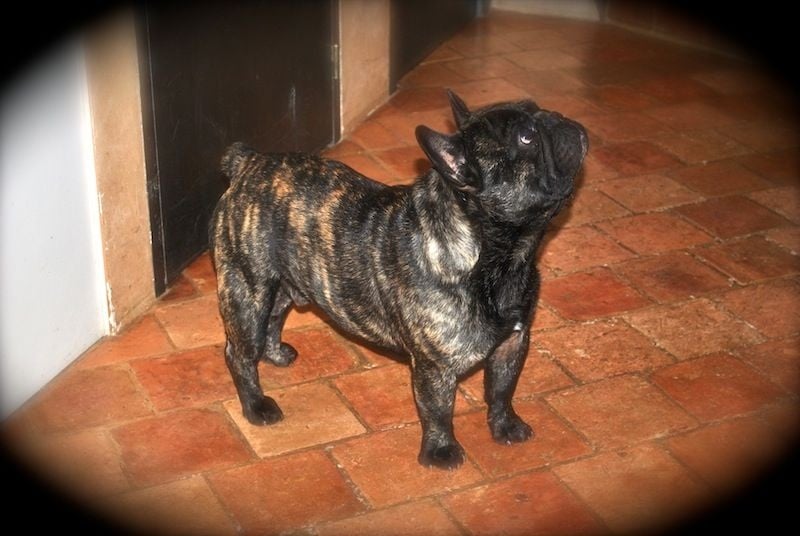 Publication : Des Agathes De Chamrouge Auteur : Des Agathes de Chamrouge