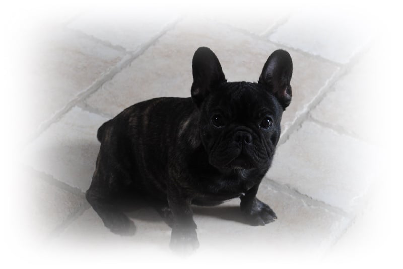 Publication : Des Agathes De Chamrouge Auteur : Des Agathes de Chamrouge