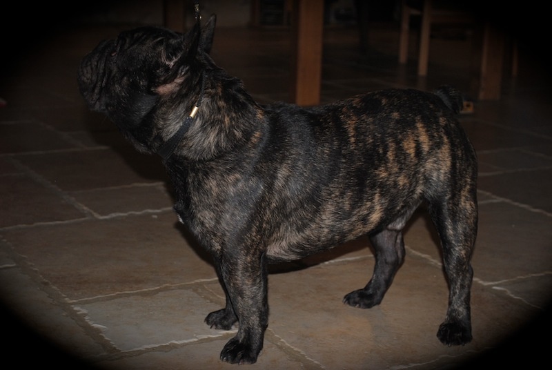 Publication : Des Agathes De Chamrouge Auteur : Des Agathes de Chamrouge