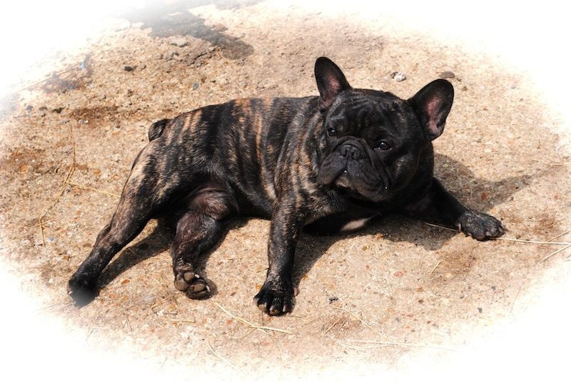 Publication : Des Agathes De Chamrouge Auteur : Des Agathes de Chamrouge