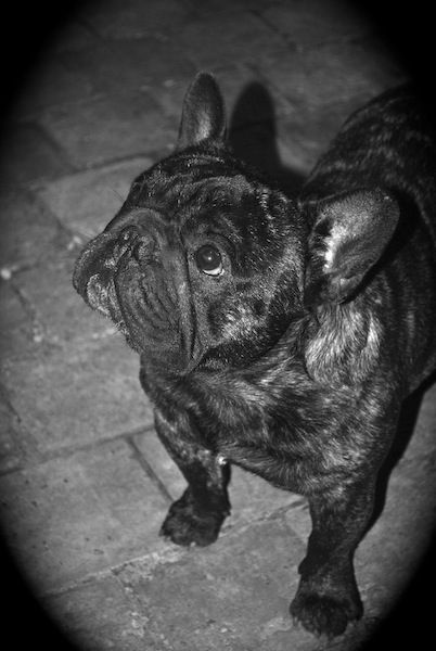 Publication : Des Agathes De Chamrouge Auteur : Des Agathes de Chamrouge