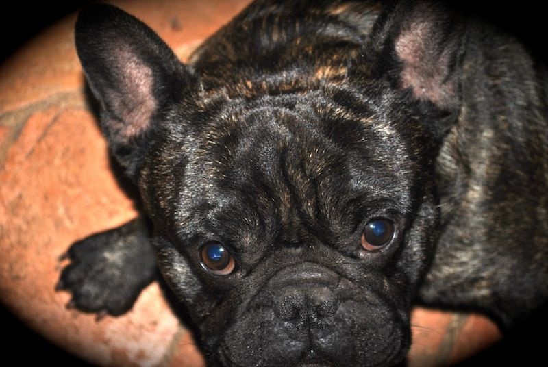 Publication : Des Agathes De Chamrouge Auteur : Des Agathes de Chamrouge