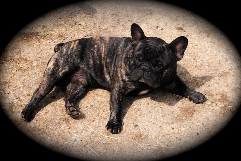 Publication : Des Agathes De Chamrouge Auteur : Des Agathes de Chamrouge