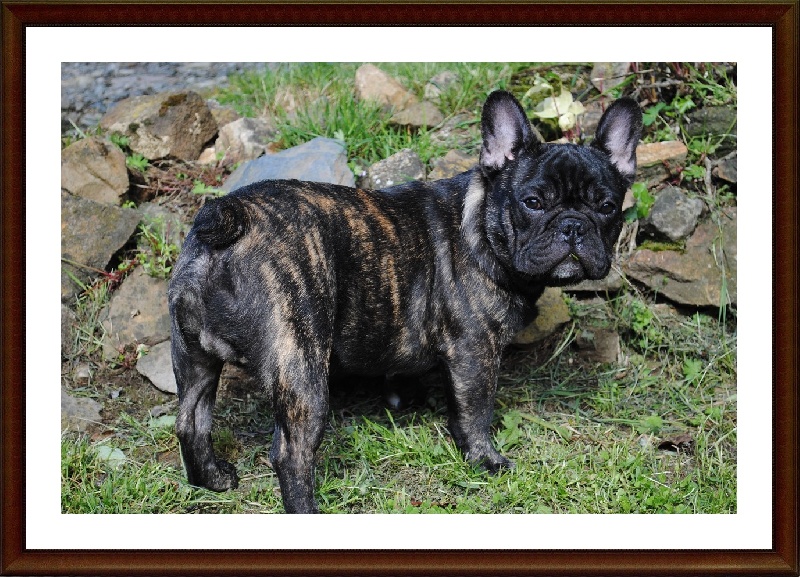 Publication : Des Agathes De Chamrouge Auteur : Des Agathes de Chamrouge