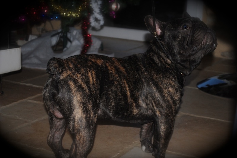 Publication : Des Agathes De Chamrouge Auteur : Des Agathes de Chamrouge