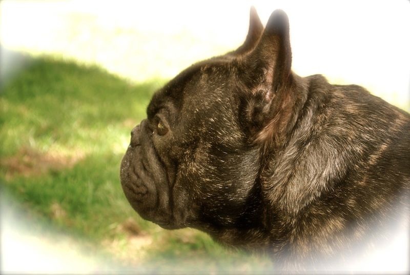 Publication : Des Agathes De Chamrouge Auteur : Des Agathes de Chamrouge