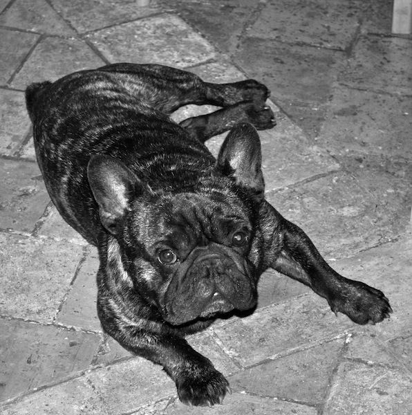 Publication : Des Agathes De Chamrouge Auteur : Des Agathes de Chamrouge