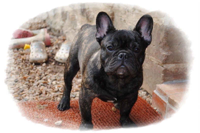 Publication : Des Agathes De Chamrouge Auteur : Des Agathes de Chamrouge